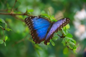blue_butterfly_268480